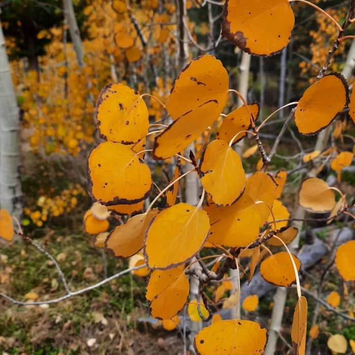 Near Black Bear - Horseshoe Loop