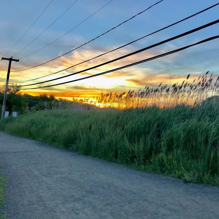 Near Trolley Trail