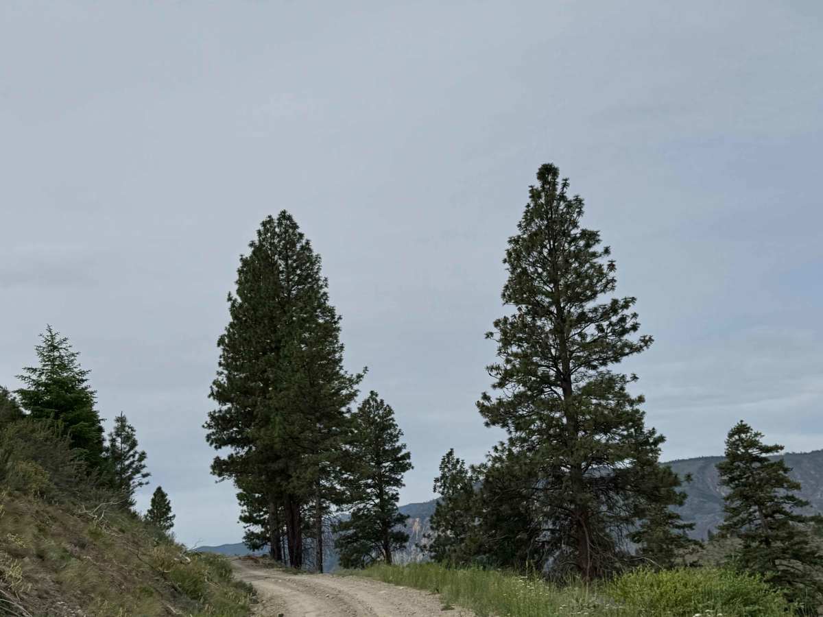 Joe Creek Road - FS 8210 photo 5