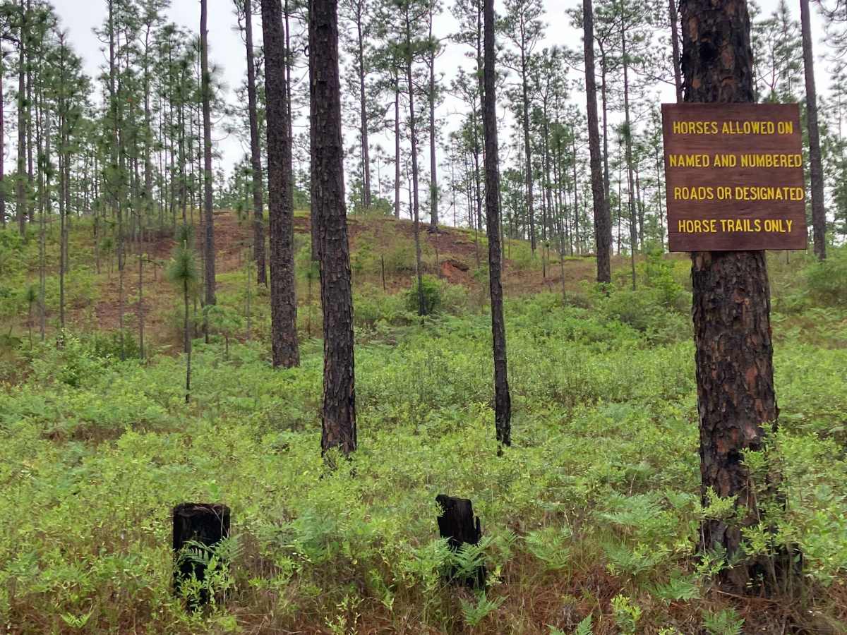Camp Henderson Road photo 3