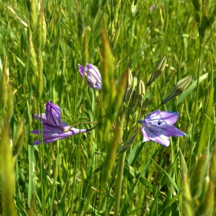 Near Harvey Bear Ranch Hike