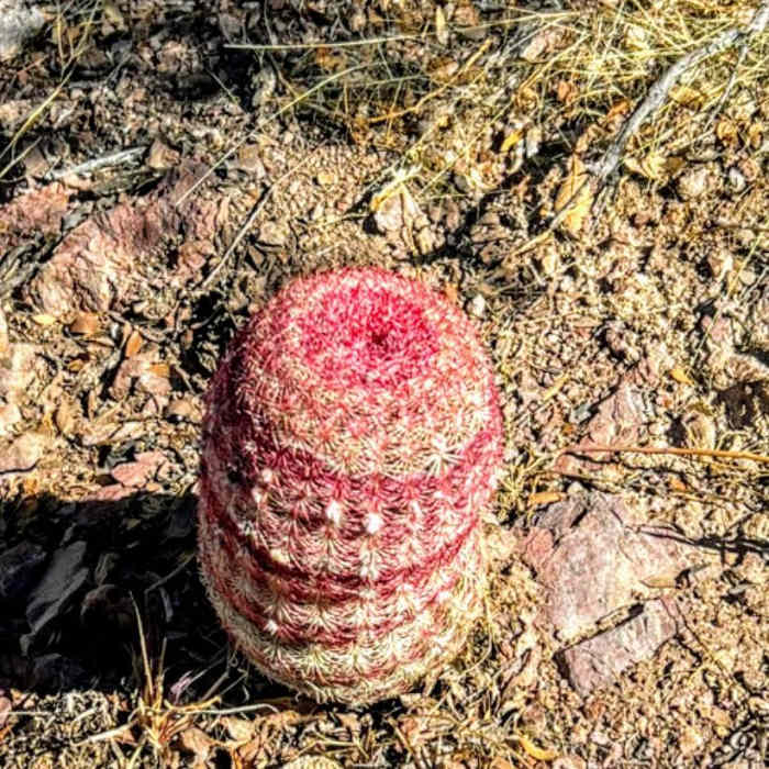 Near Arizona Trail Passage 2: Canelo Hills East Near Arizona Trail Passage 2: Canelo Hills East