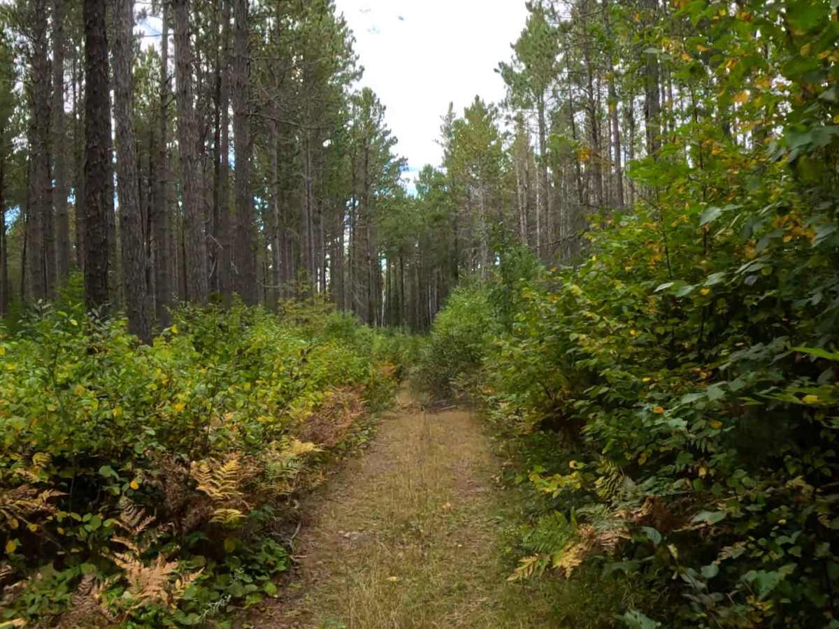 Rabbit Lake - FS 910 trail photo