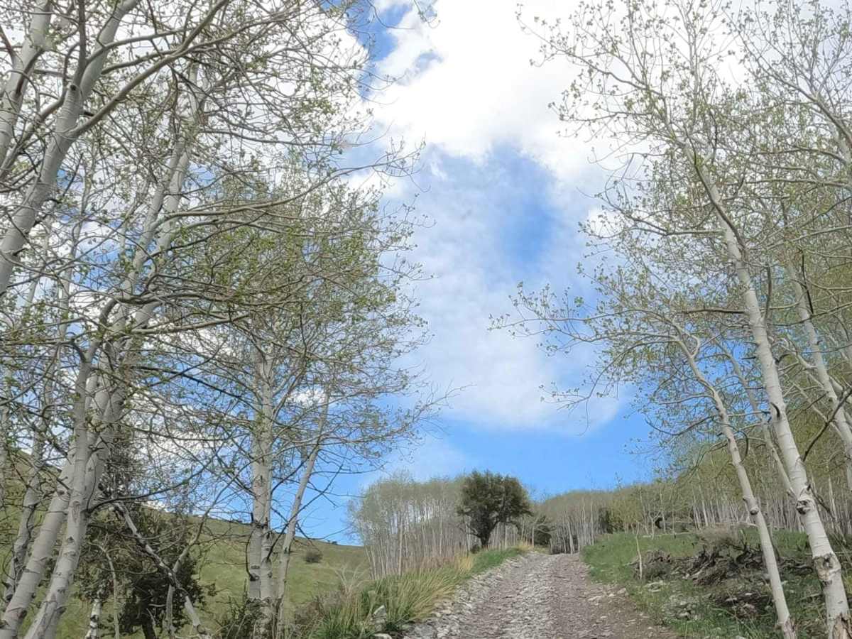 North Fork Big Creek Road - NF43012 photo 5