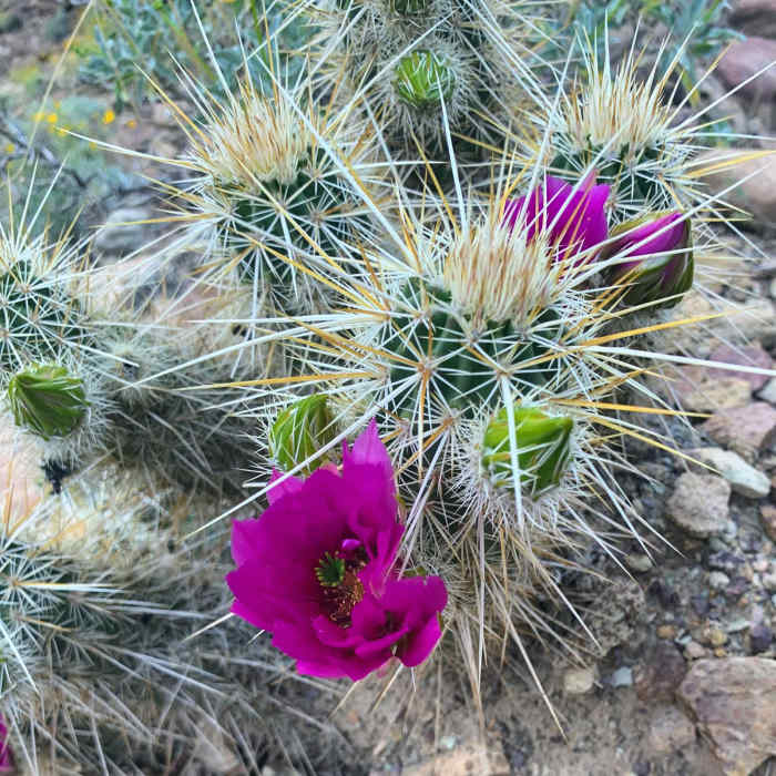 Near South Bass Trail to Elves Chasm