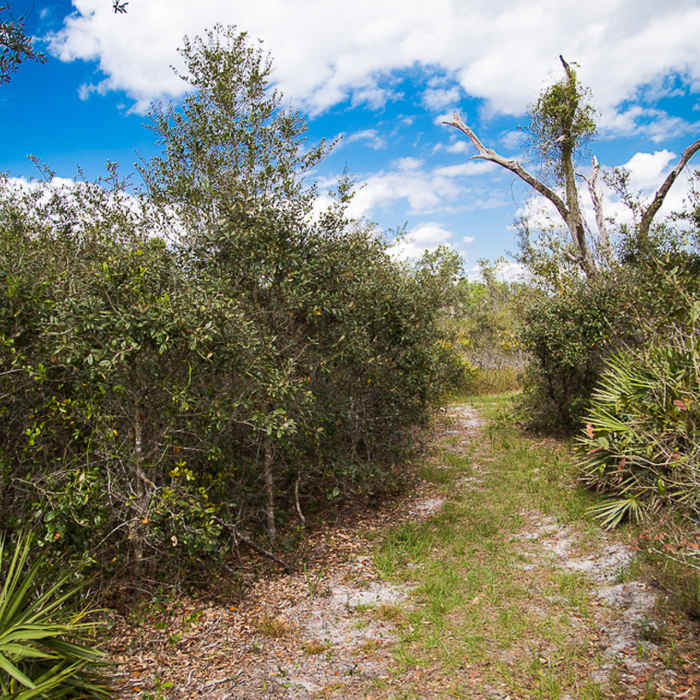 Follow the orange blazes through Florida Scrub Jay habitat and beautiful open views. Near Scrub Jay Trail
