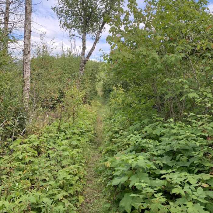 View of part of the trail Near Crab Lake Trail to Bridal Falls