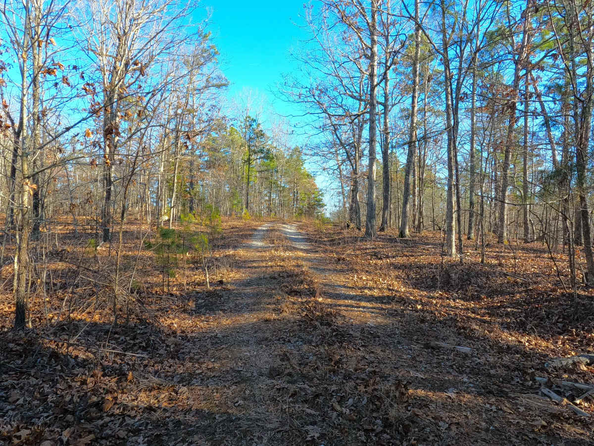 Tall Tree - FS 2243 photo 2