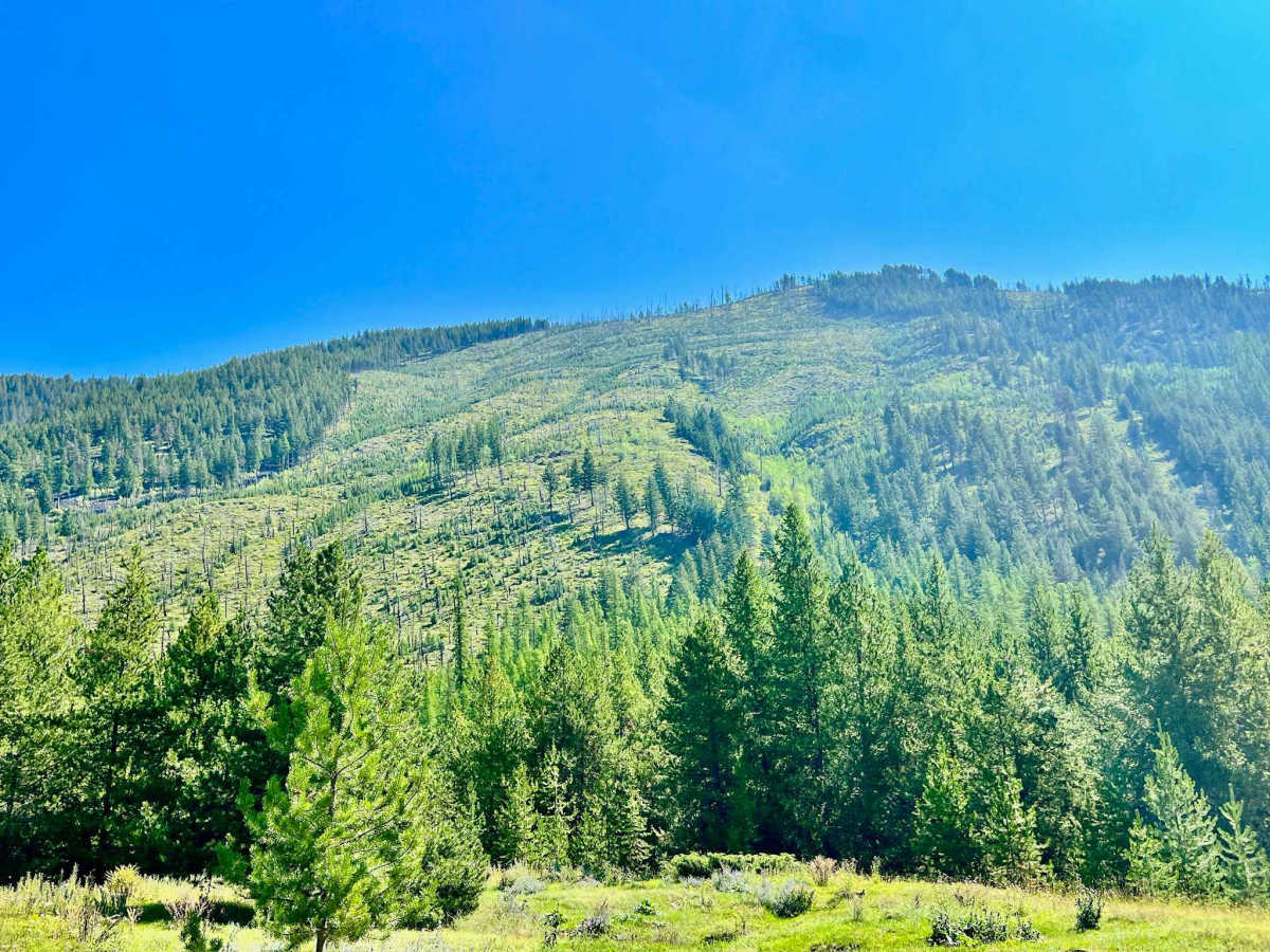 Plumbob Creek FSR trail photo