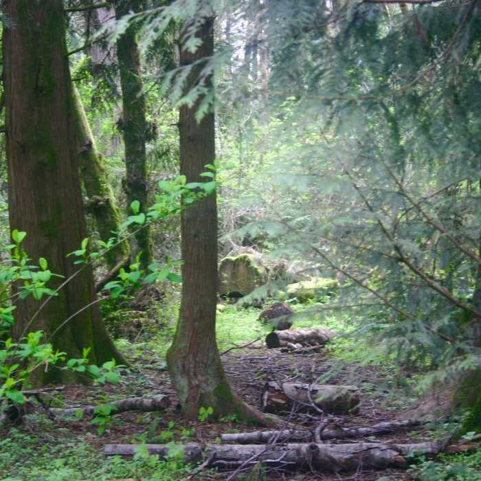 Near Big Pond Viewpoint