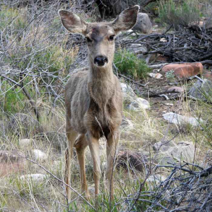 Near South Kaibab Trail