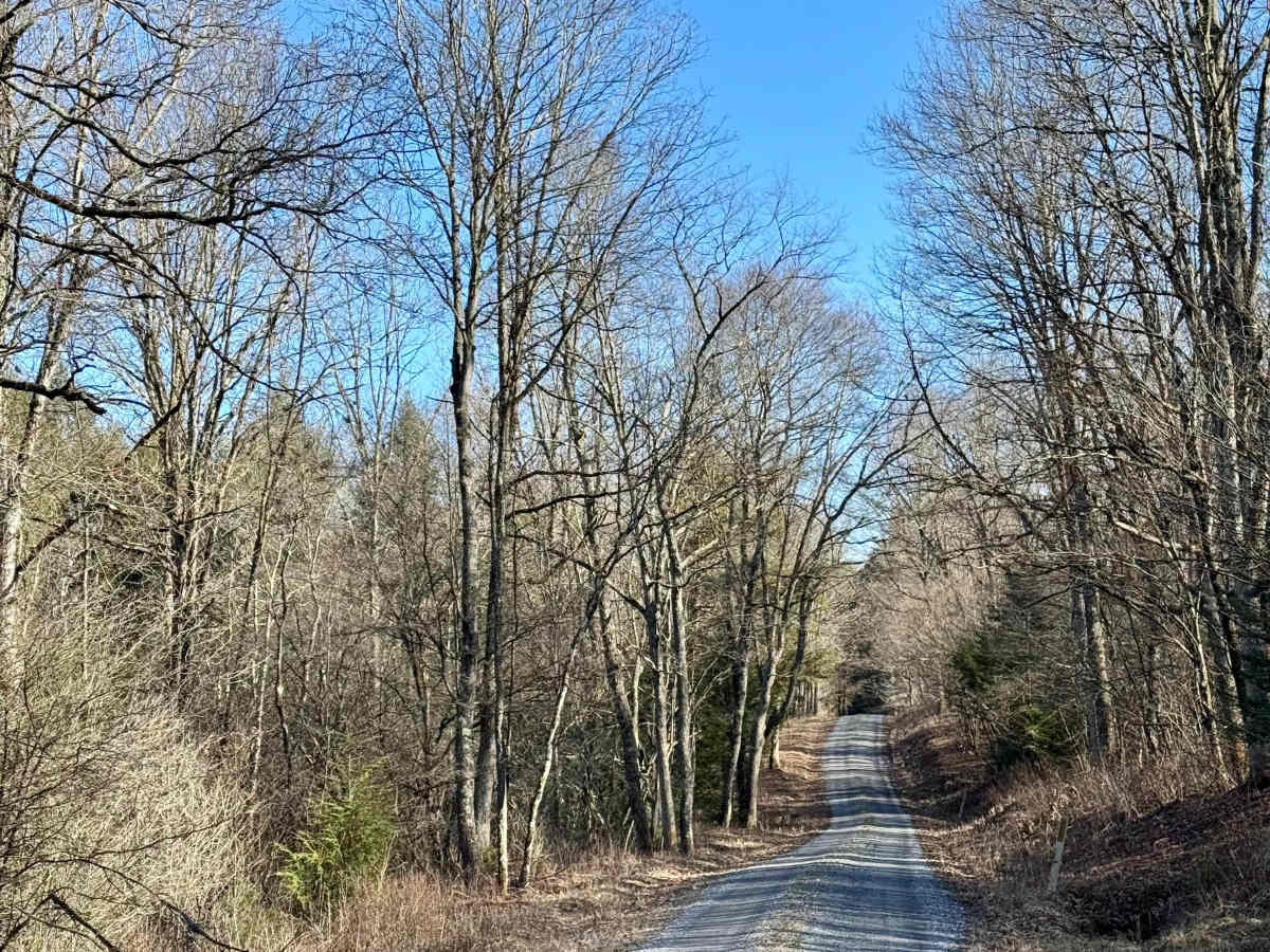 Shintown Run Road trail photo