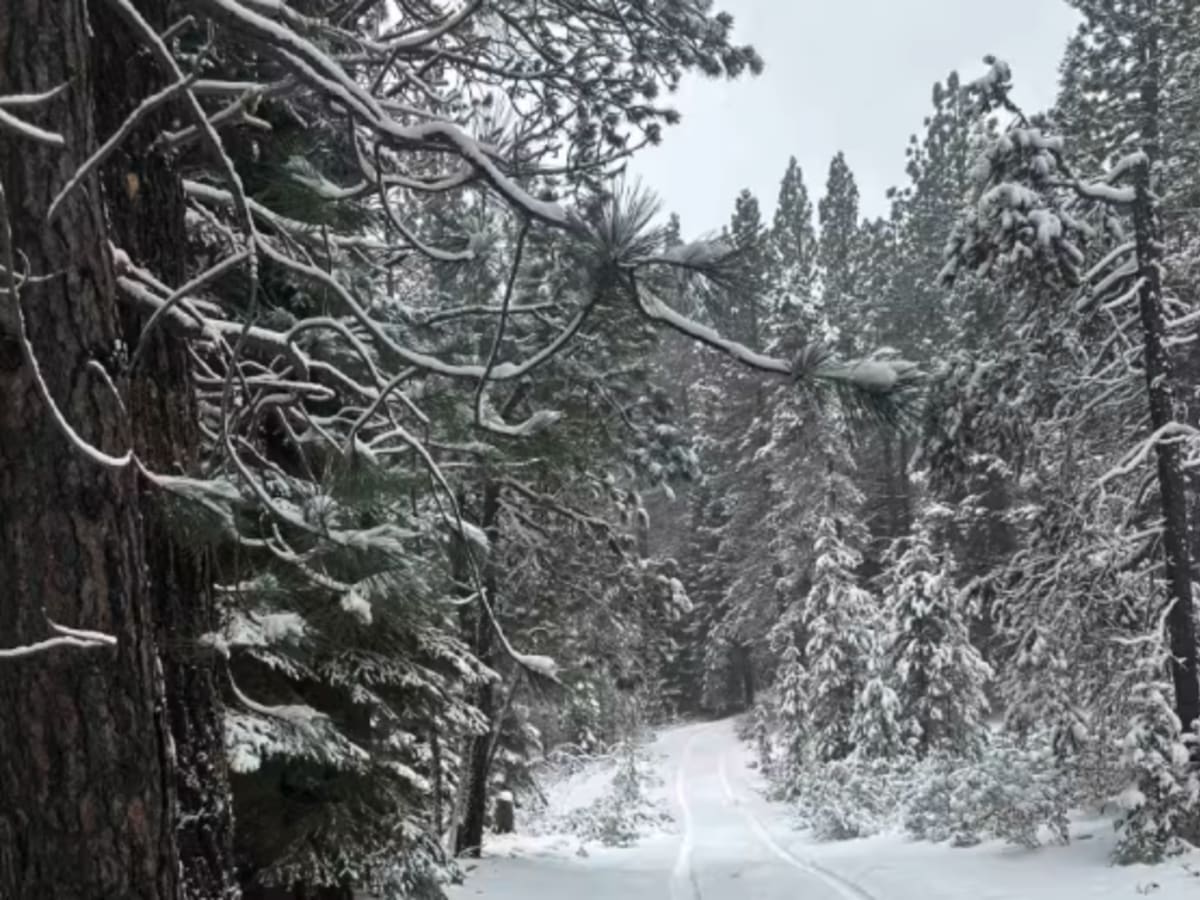 Forest Road 4130-000 photo 2
