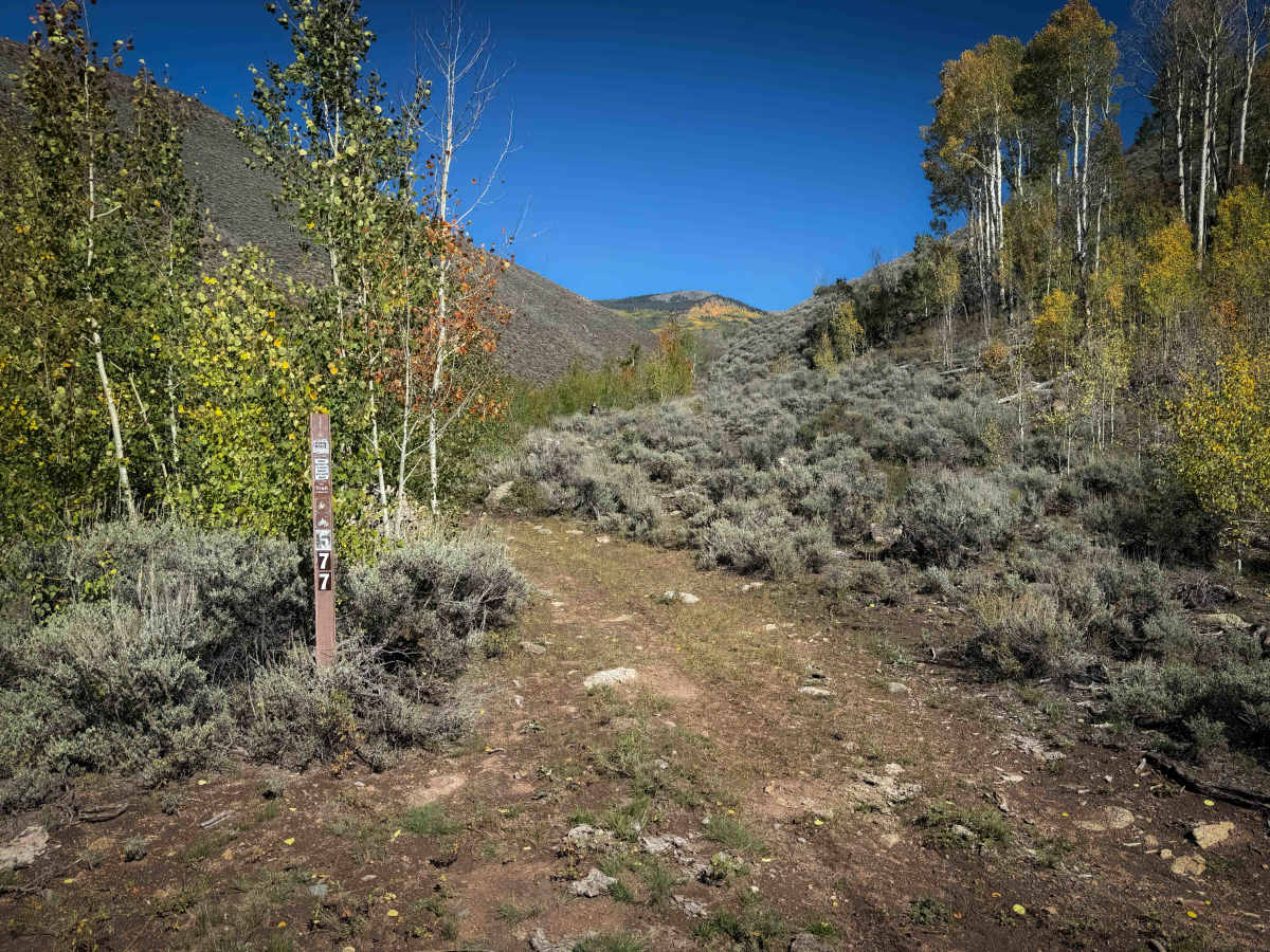 Alder Creek - FS 577  trail photo