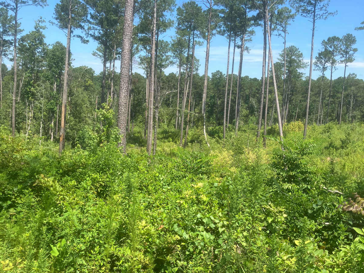 Mason Wildlife Trail South photo 6