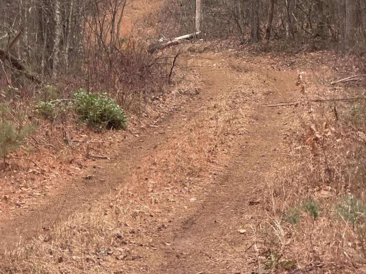 Yellow Mountain Trail - FS 268 photo 4