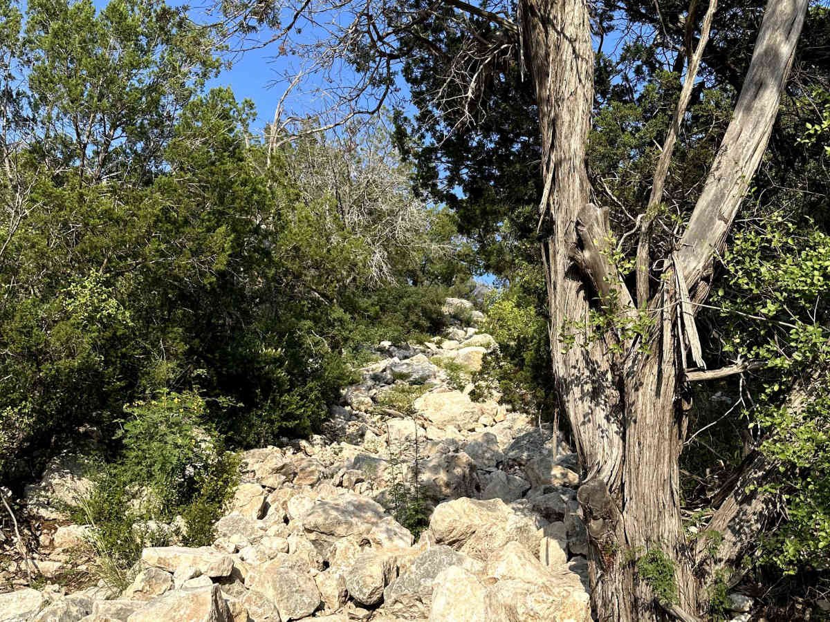 Two Mules - V15 photo 3