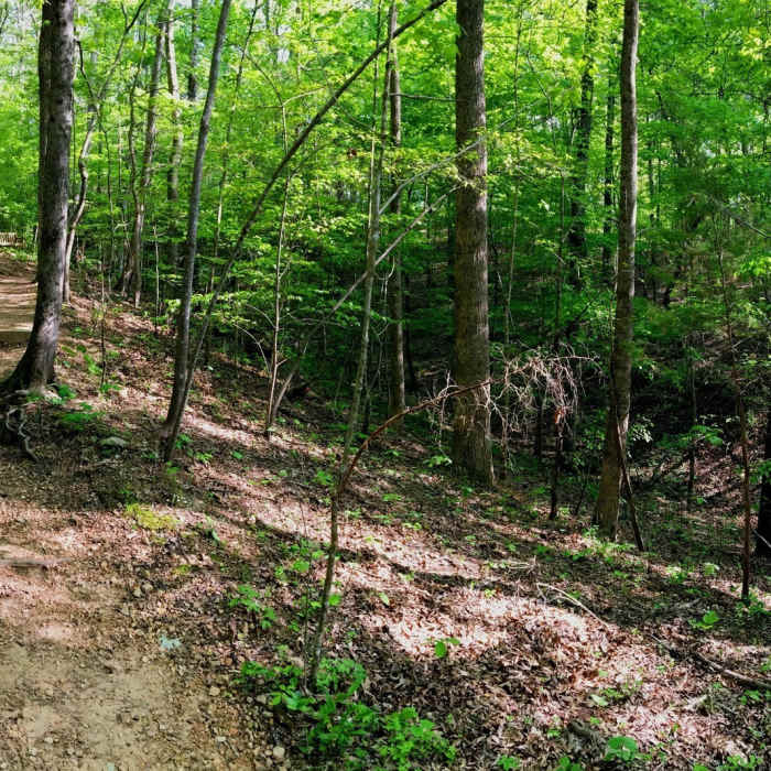 Near Elephant Rock Trail