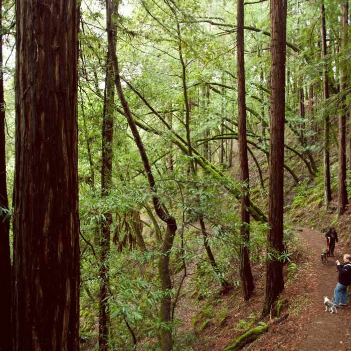 Near Merry-Go-Round to Sprig Trail Loop