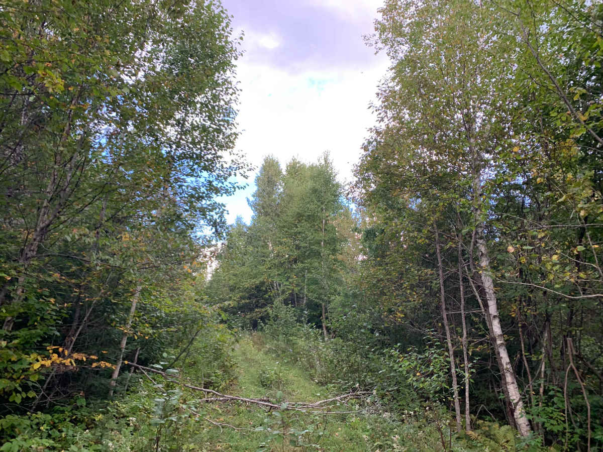 Host Lake Trail - FS 358C photo 3