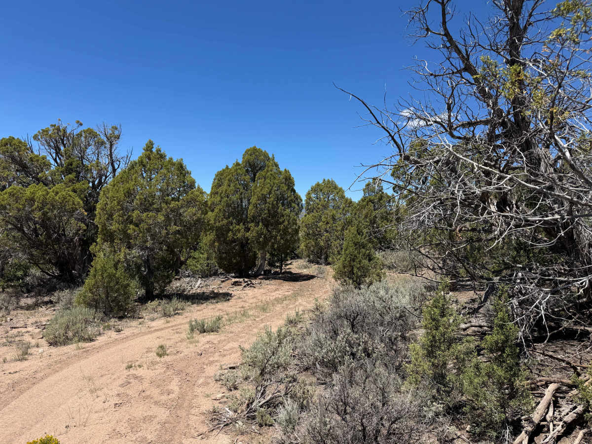 BLM 8477 photo 5