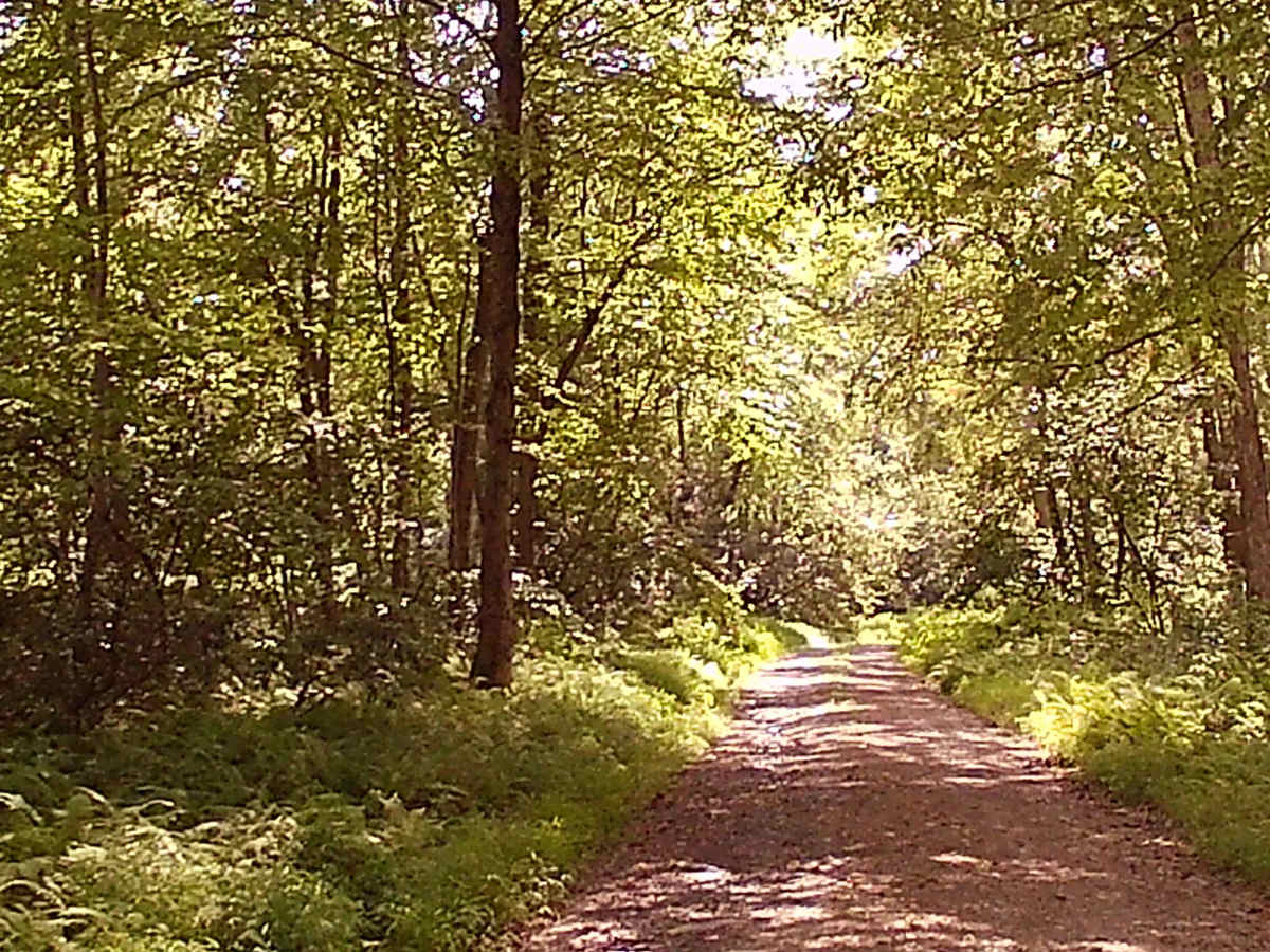 Old Mingle road photo 4