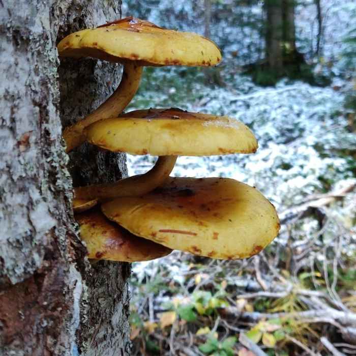 Near PCT to Windy Joe Lookout