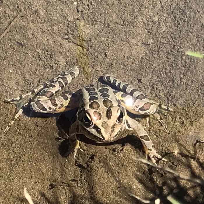 Near Robert Frost Trail