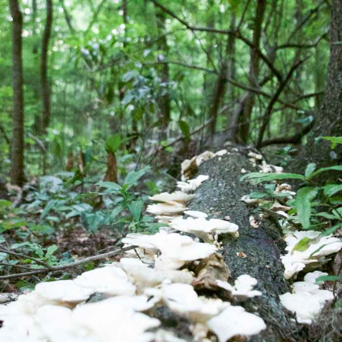 Florida Foraging Near Ichetucknee Springs State Park