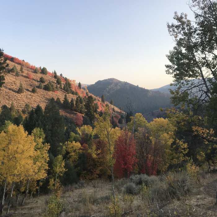 Near Little Cottonwood Trail