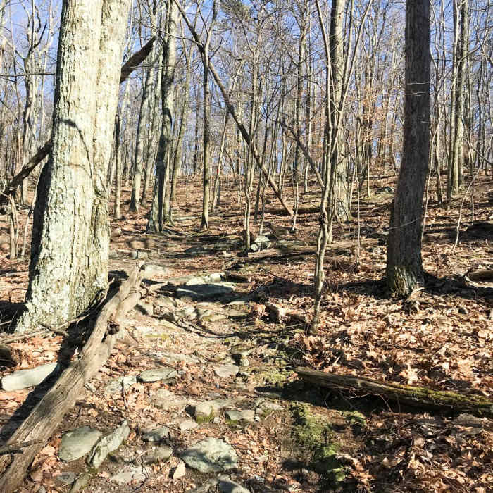 Near Cat Rock Mountain via Old Misery Trail