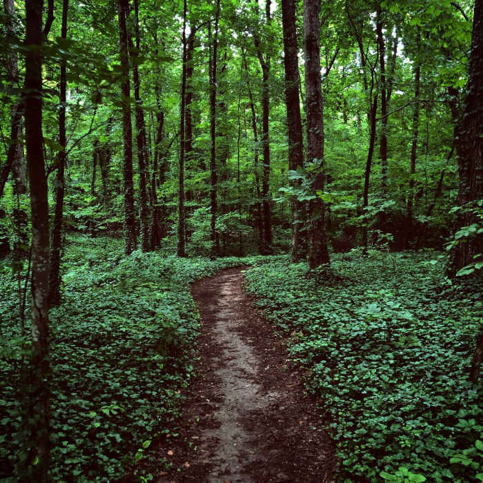 Near Maryville Woods College Loop