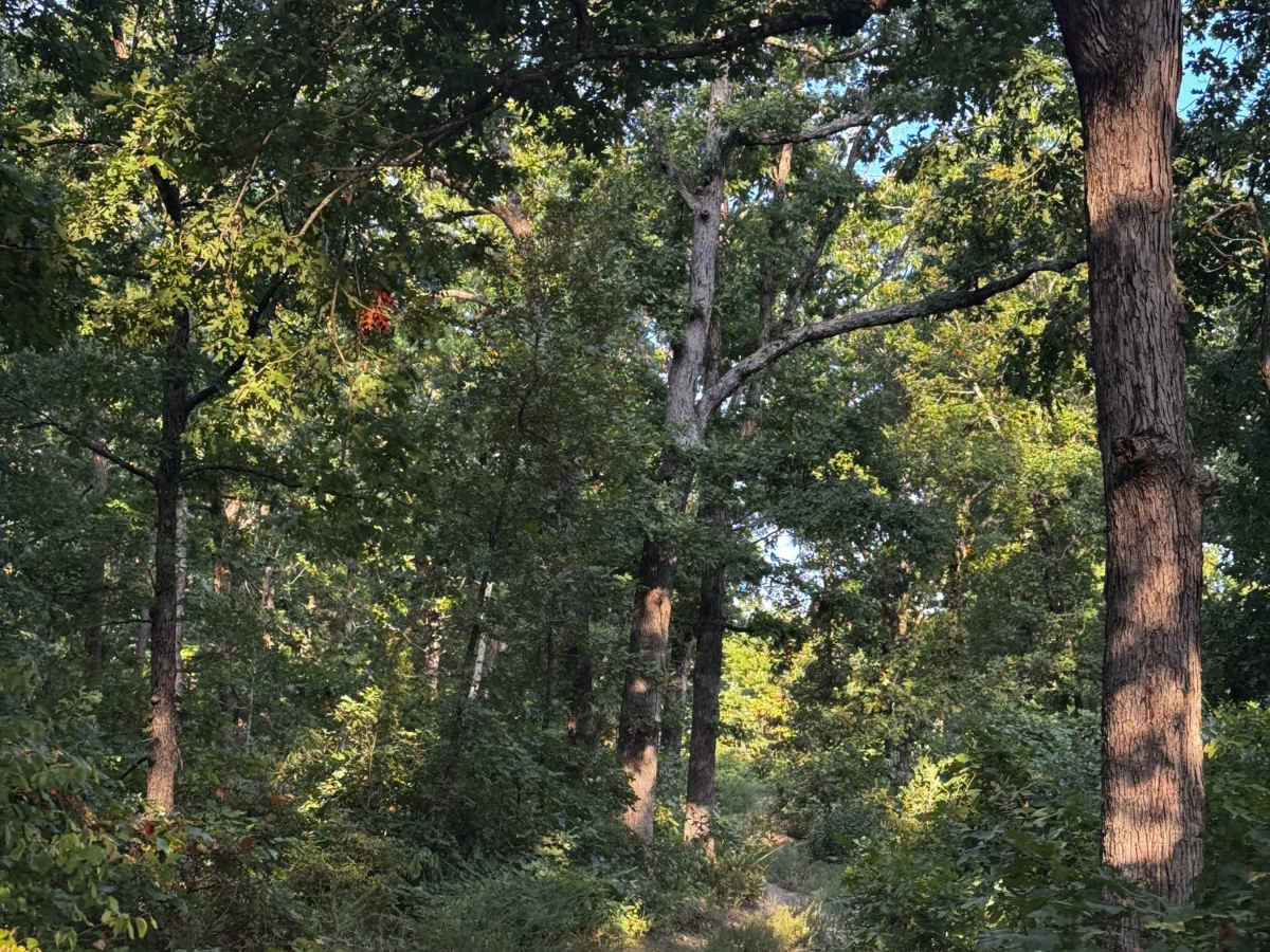 Side Track Cut 2 photo 2