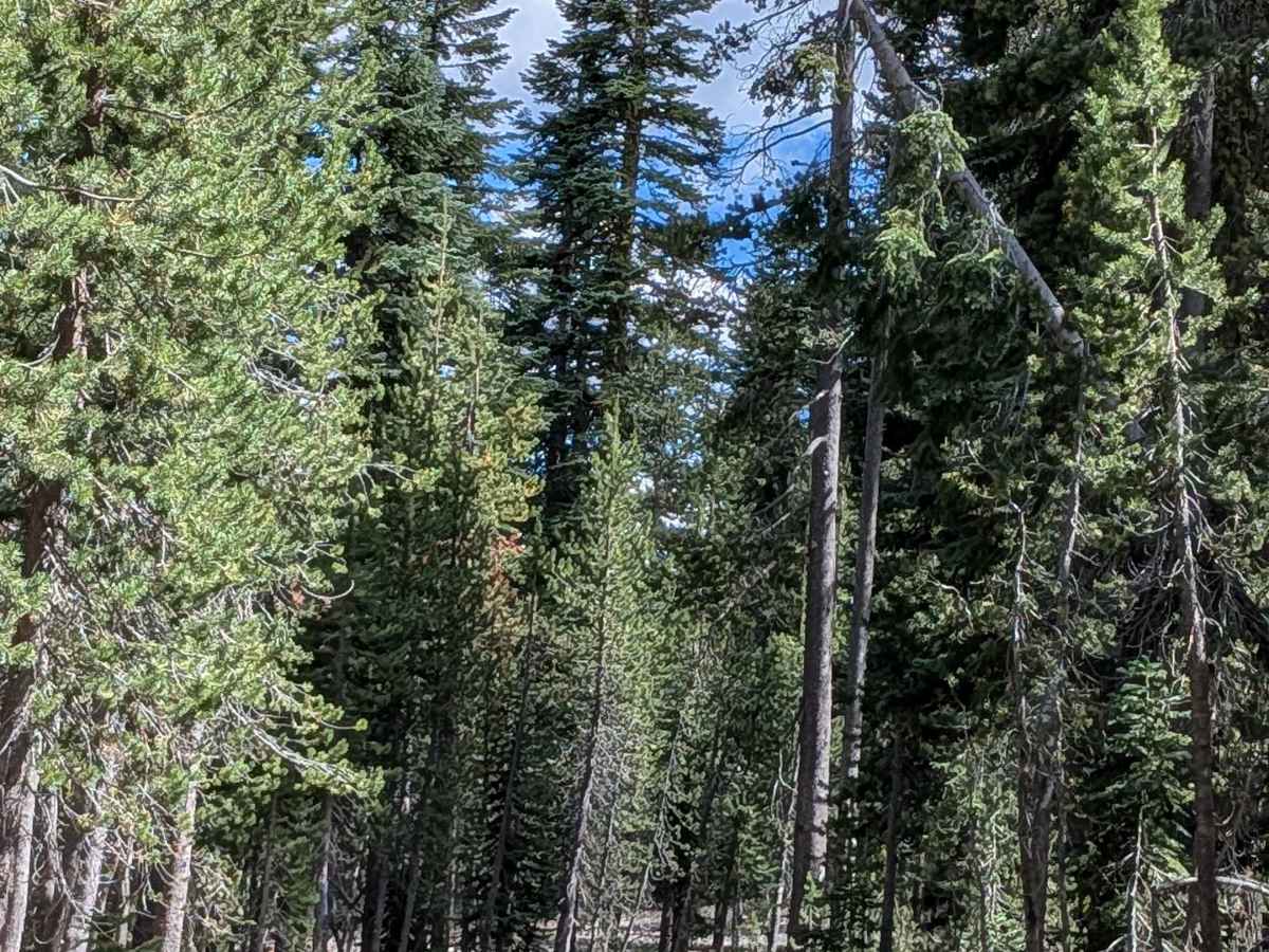 Little Doe - FS 43N28C trail photo