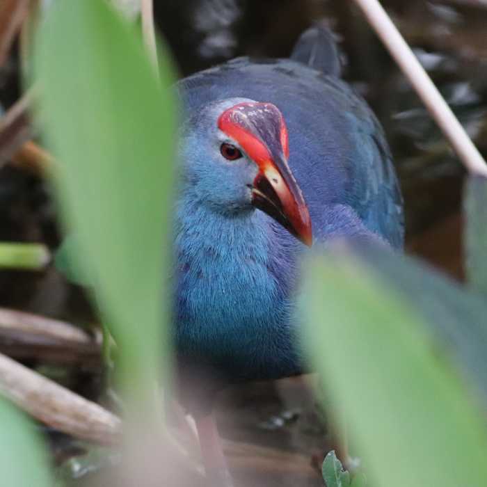 IMG_4548 Near Wakodahatchee Wetlands