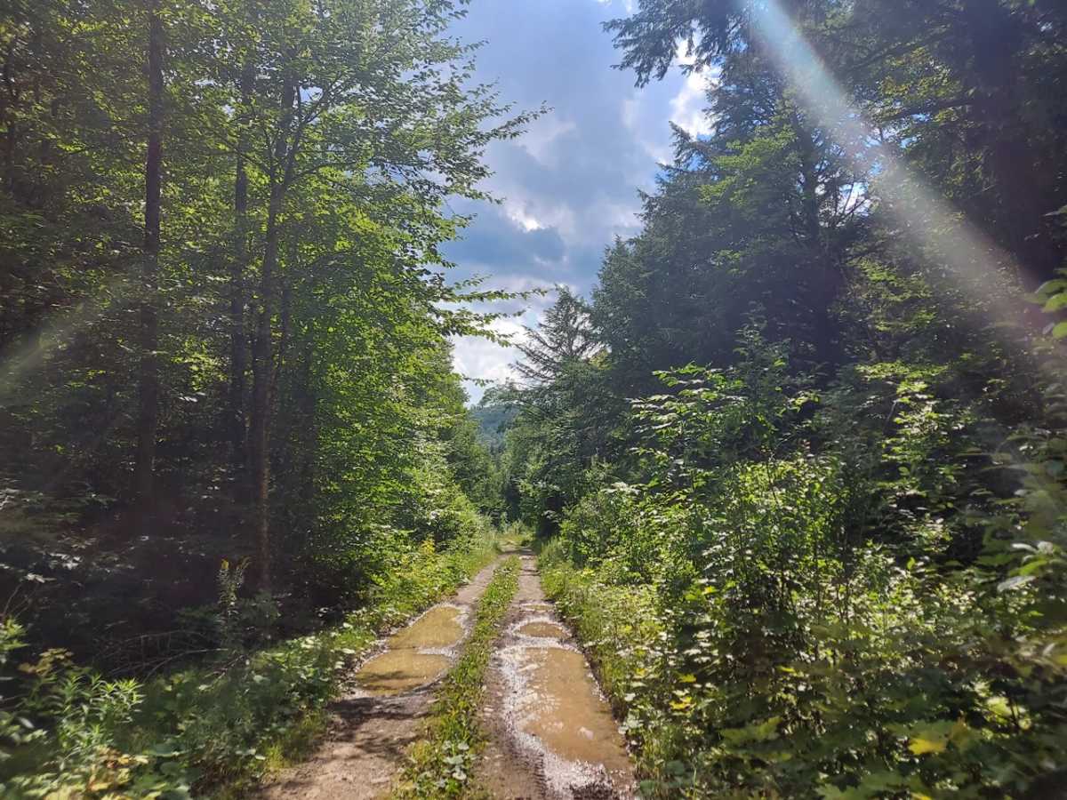 Deer Fly Lane photo 5