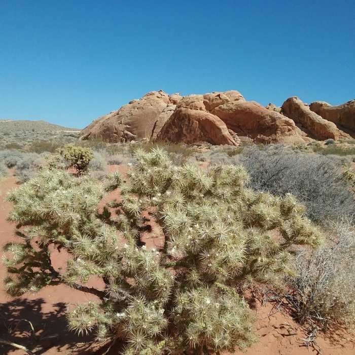 Near Rainbow Vista Trail