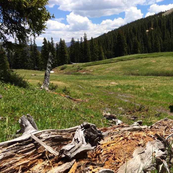 The last bit of meadow before heading into the trees. Near Wilder Gulch Trail