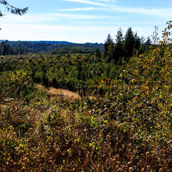 Near Oregon Coast Trail Section 7