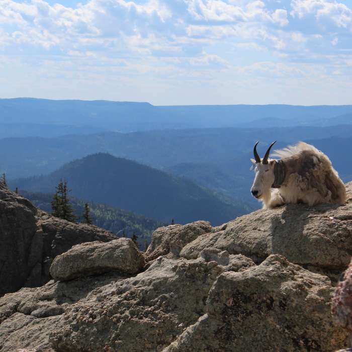 Wildlife at the Harney Peak Fire Tower. Near Black Elk Peak Loop
