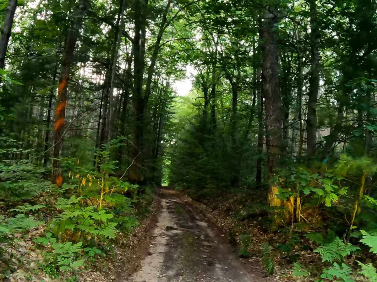 FS 5411 trail photo