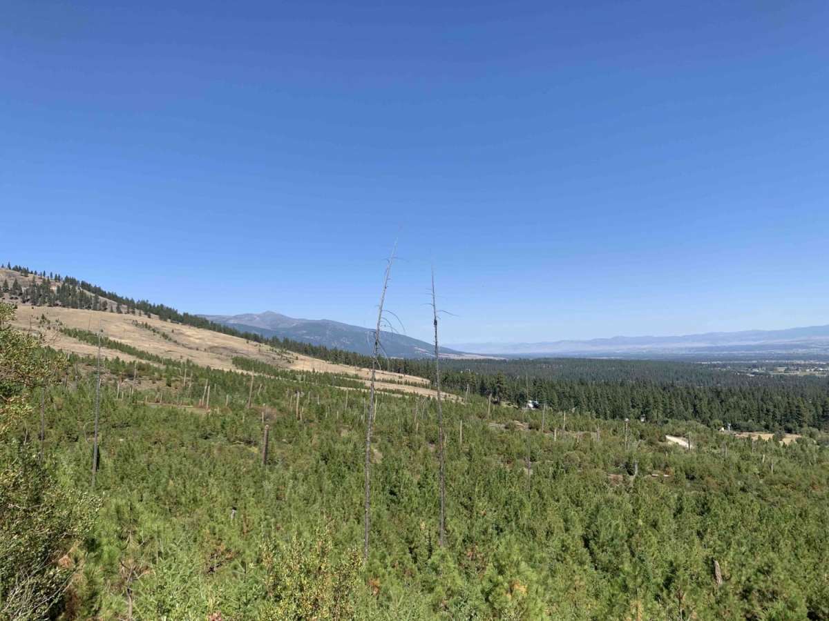 Cow Creek Road and Shiefman Hiking Trail photo 5