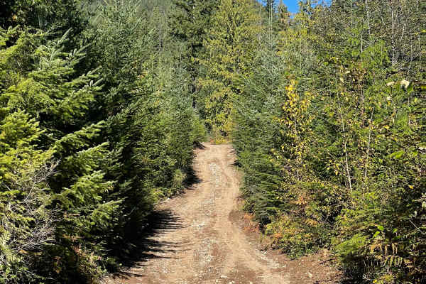 Skidder Hill