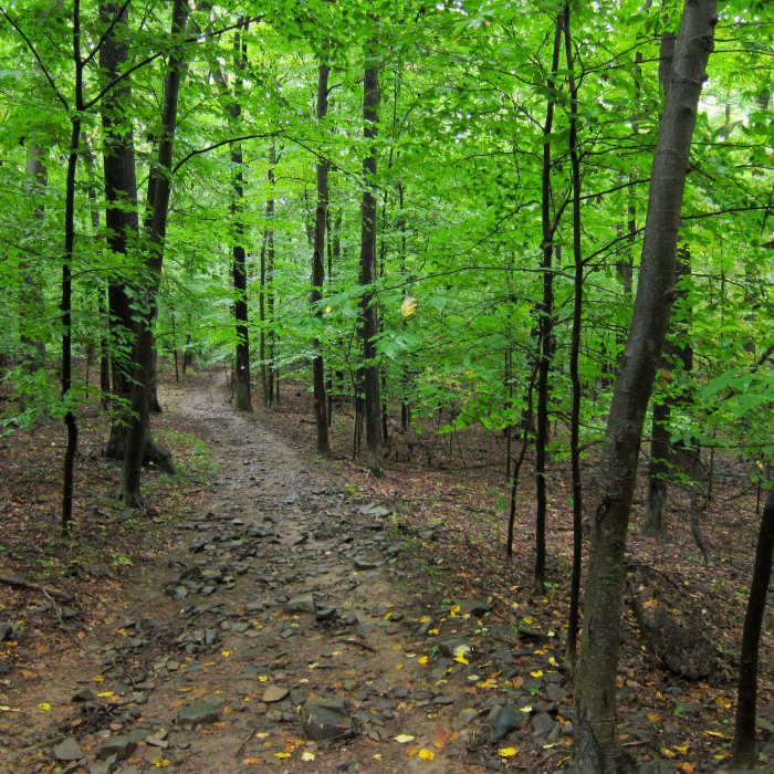 Near Roaring Brook Trail