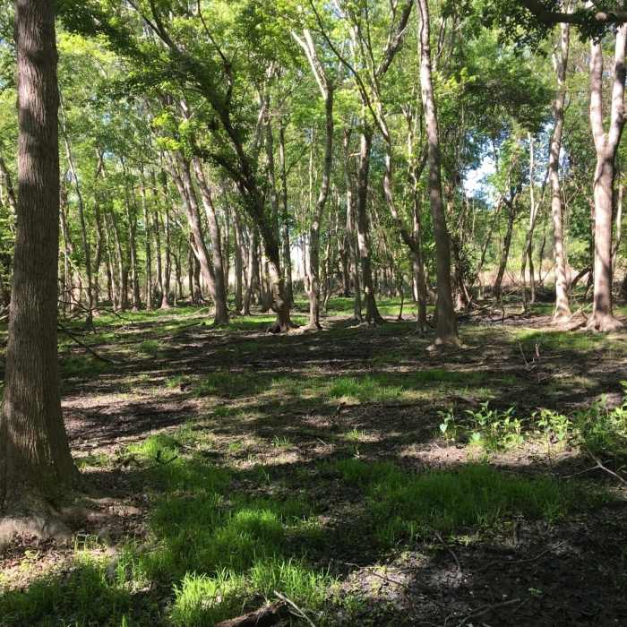 Dry swamp view Near Flytrap Trail