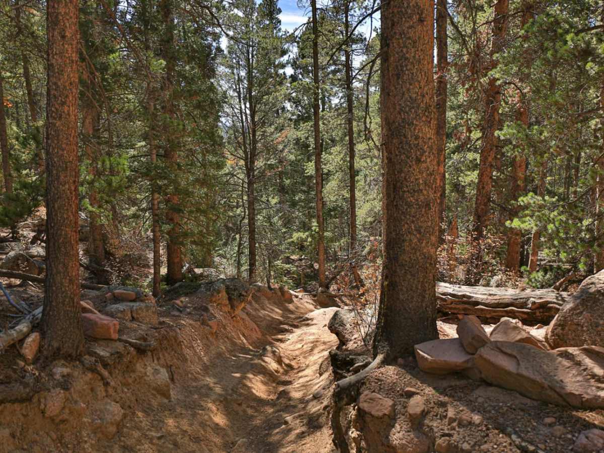 Fern 3- Rampart Range photo 5