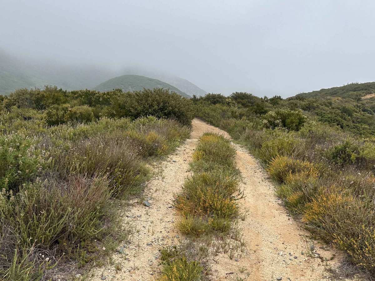 Tumbleweed Run photo 3