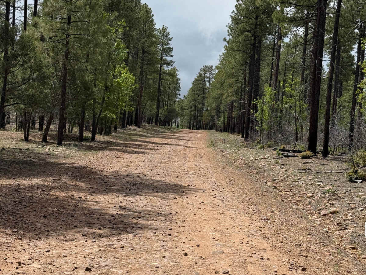 Bear Canyon - FS 131 photo 6