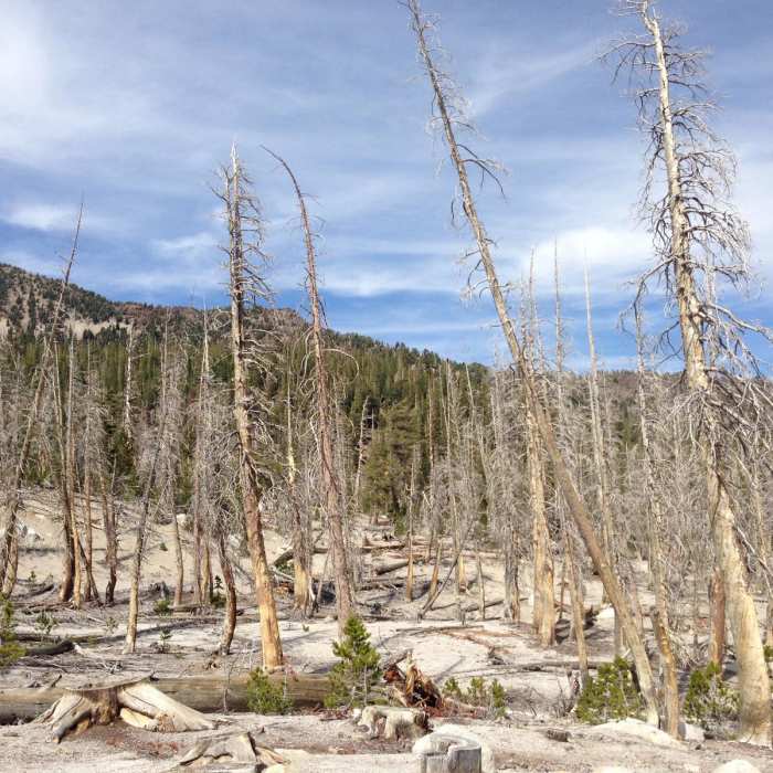 Near McLeod Lake Trail
