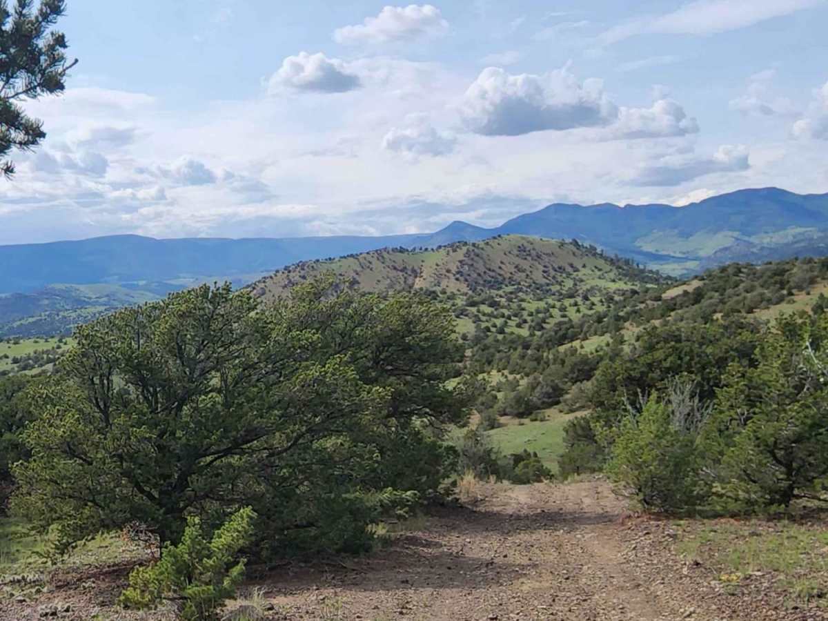 Pinon Cut Off photo 3